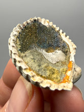 Load image into Gallery viewer, Bivalve (Pelecypoda) Fossil Sea Shell with Chalcopyrite | Mineralized Fossil Specimen | Indonesia
