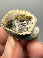 Load image into Gallery viewer, Bivalve (Pelecypoda) Fossil Sea Shell with Calcite Crystals and Chalcopyrite | Mineralized Fossil Specimen | Indonesia

