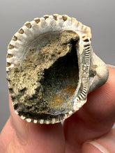 Load image into Gallery viewer, Bivalve (Pelecypoda) Fossil Sea Shell with Chalcopyrite | Mineralized Fossil Specimen | Indonesia
