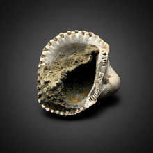 Load image into Gallery viewer, Bivalve (Pelecypoda) Fossil Sea Shell with Chalcopyrite | Mineralized Fossil Specimen | Indonesia
