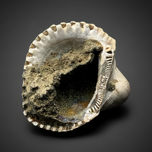 Load image into Gallery viewer, Bivalve (Pelecypoda) Fossil Sea Shell with Chalcopyrite | Mineralized Fossil Specimen | Indonesia

