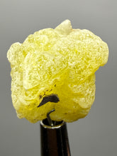 Load image into Gallery viewer, Vibrant Yellow Brucite Thumbnail Mineral Specimen | Collector Crystal from Killa Saifullah District in Balochistan Province, Pakistan
