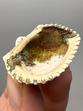 Load image into Gallery viewer, Bivalve (Pelecypoda) Fossil Sea Shell with Chalcopyrite | Mineralized Fossil Specimen | Indonesia
