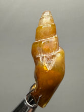 Load image into Gallery viewer, Agatized Gastropod Fossil Specimen | Morocco
