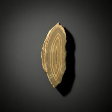 Load image into Gallery viewer, Stromatolite Fossil Slice | Ancient Microbial Reef Structure | Morocco

