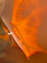 Load image into Gallery viewer, Turkish Agate with Vibrant Microscopic Rainbow Inclusions - Turkey
