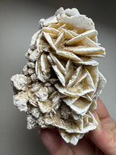 Load image into Gallery viewer, Desert Rose Selenite (Gypsum) — Mineral Display Specimen | Mexico
