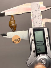 Load image into Gallery viewer, Agatized Gastropod Fossil Specimen | Morocco
