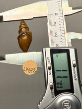 Load image into Gallery viewer, Agatized Gastropod Fossil Specimen | Morocco
