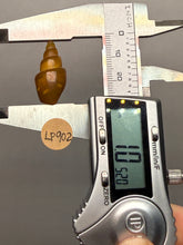 Load image into Gallery viewer, Agatized Gastropod Fossil Specimen | Morocco
