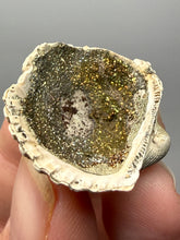 Load image into Gallery viewer, Bivalve (Pelecypoda) Fossil Sea Shell with Chalcopyrite | Mineralized Fossil Specimen | Indonesia
