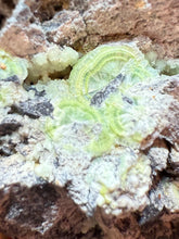 Load image into Gallery viewer, High-Grade Green Wavellite Collectors Specimen - Radiating Botryoidal Crystal Formation - Arkansas, USA
