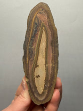 Load image into Gallery viewer, Stromatolite Fossil Slice | Ancient Microbial Reef Structure | Morocco

