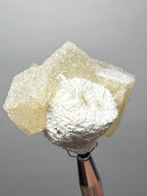 Load image into Gallery viewer, Rare Druzy Golden “Diamond” Calcite on Zeolite Matrix — Maharashtra, India | Collector Cabinet Specimen
