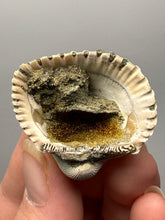 Load image into Gallery viewer, Bivalve (Pelecypoda) Fossil Sea Shell with Chalcopyrite | Mineralized Fossil Specimen | Indonesia
