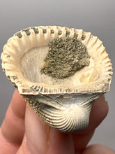 Load image into Gallery viewer, Bivalve (Pelecypoda) Fossil Sea Shell with Chalcopyrite | Mineralized Fossil Specimen | Indonesia
