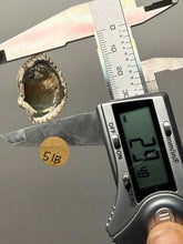 Load image into Gallery viewer, Bivalve (Pelecypoda) Fossil Sea Shell with Chalcopyrite | Mineralized Fossil Specimen | Indonesia
