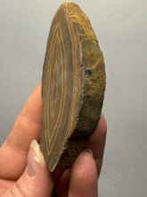 Load image into Gallery viewer, Stromatolite Fossil Slice | Ancient Microbial Reef Structure | Morocco
