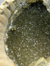 Load image into Gallery viewer, Bivalve (Pelecypoda) Fossil Sea Shell with Chalcopyrite | Mineralized Fossil Specimen | Indonesia
