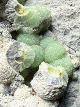 Load image into Gallery viewer, High-Grade Green Wavellite Collectors Specimen - Radiating Botryoidal Crystal Formation - Arkansas, USA
