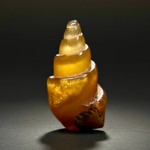 Load image into Gallery viewer, Agatized Gastropod Fossil Specimen | Morocco
