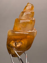 Load image into Gallery viewer, Agatized Gastropod Fossil Specimen | Morocco
