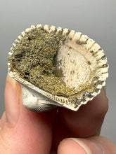 Load image into Gallery viewer, Bivalve (Pelecypoda) Fossil Sea Shell with Chalcopyrite | Mineralized Fossil Specimen | Indonesia
