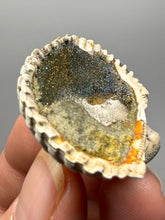 Load image into Gallery viewer, Bivalve (Pelecypoda) Fossil Sea Shell with Chalcopyrite | Mineralized Fossil Specimen | Indonesia
