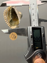 Load image into Gallery viewer, Bivalve (Pelecypoda) Fossil Sea Shell with Chalcopyrite | Mineralized Fossil Specimen | Indonesia
