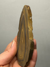 Load image into Gallery viewer, Stromatolite Fossil Slice | Ancient Microbial Reef Structure | Morocco
