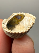 Load image into Gallery viewer, Bivalve (Pelecypoda) Fossil Sea Shell with Chalcopyrite | Mineralized Fossil Specimen | Indonesia
