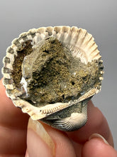 Load image into Gallery viewer, Bivalve (Pelecypoda) Fossil Sea Shell with Chalcopyrite | Mineralized Fossil Specimen | Indonesia
