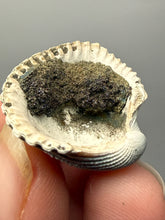 Load image into Gallery viewer, Bivalve (Pelecypoda) Fossil Sea Shell with Chalcopyrite | Mineralized Fossil Specimen | Indonesia
