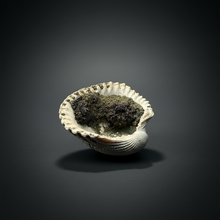 Load image into Gallery viewer, Bivalve (Pelecypoda) Fossil Sea Shell with Chalcopyrite | Mineralized Fossil Specimen | Indonesia
