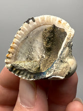 Load image into Gallery viewer, Bivalve (Pelecypoda) Fossil Sea Shell with Chalcopyrite | Mineralized Fossil Specimen | Indonesia
