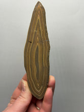 Load image into Gallery viewer, Stromatolite Fossil Slice | Ancient Microbial Reef Structure | Morocco
