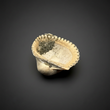 Load image into Gallery viewer, Bivalve (Pelecypoda) Fossil Sea Shell with Chalcopyrite | Mineralized Fossil Specimen | Indonesia
