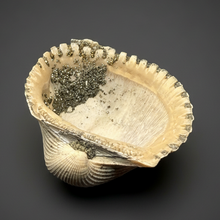 Load image into Gallery viewer, Bivalve (Pelecypoda) Fossil Sea Shell with Chalcopyrite | Mineralized Fossil Specimen | Indonesia
