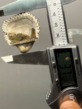 Load image into Gallery viewer, Bivalve (Pelecypoda) Fossil Sea Shell with Chalcopyrite | Mineralized Fossil Specimen | Indonesia
