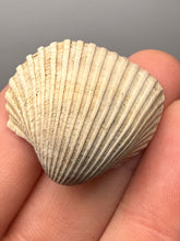Load image into Gallery viewer, Bivalve (Pelecypoda) Fossil Sea Shell with Chalcopyrite | Mineralized Fossil Specimen | Indonesia
