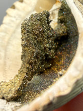 Load image into Gallery viewer, Bivalve (Pelecypoda) Fossil Sea Shell with Chalcopyrite | Mineralized Fossil Specimen | Indonesia
