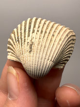 Load image into Gallery viewer, Bivalve (Pelecypoda) Fossil Sea Shell with Chalcopyrite | Mineralized Fossil Specimen | Indonesia
