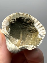 Load image into Gallery viewer, Bivalve (Pelecypoda) Fossil Sea Shell with Chalcopyrite | Mineralized Fossil Specimen | Indonesia
