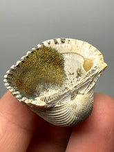 Load image into Gallery viewer, Bivalve (Pelecypoda) Fossil Sea Shell with Chalcopyrite | Mineralized Fossil Specimen | Indonesia
