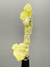 Load image into Gallery viewer, Vibrant Yellow Brucite Thumbnail Mineral Specimen | Collector Crystal from Killa Saifullah District in Balochistan Province, Pakistan
