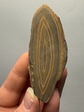 Load image into Gallery viewer, Stromatolite Fossil Slice | Ancient Microbial Reef Structure | Morocco
