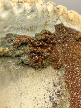 Load image into Gallery viewer, Bivalve (Pelecypoda) Fossil Sea Shell with Chalcopyrite | Mineralized Fossil Specimen | Indonesia
