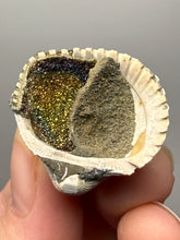 Load image into Gallery viewer, Bivalve (Pelecypoda) Fossil Sea Shell with Chalcopyrite | Mineralized Fossil Specimen | Indonesia
