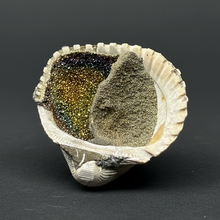 Load image into Gallery viewer, Bivalve (Pelecypoda) Fossil Sea Shell with Chalcopyrite | Mineralized Fossil Specimen | Indonesia
