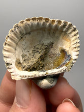 Load image into Gallery viewer, Bivalve (Pelecypoda) Fossil Sea Shell with Chalcopyrite | Mineralized Fossil Specimen | Indonesia
